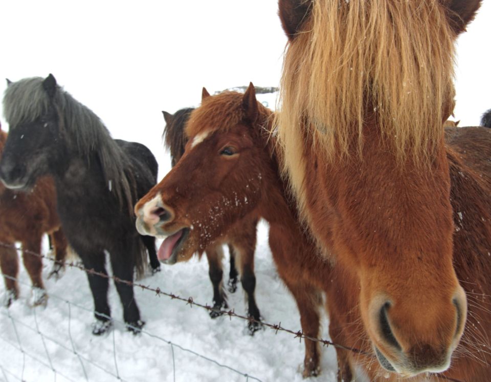 Iceland ponies, travel, photos