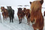Iceland ponies, travel, photos