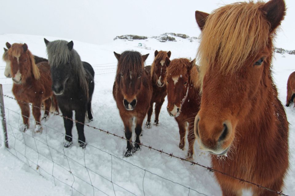 Iceland ponies, travel, photos