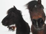 Iceland ponies, travel, photos