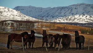 Iceland ponies travel