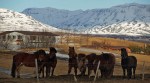 Iceland ponies, travel, photos