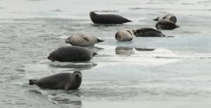 The thing is full of seals, too