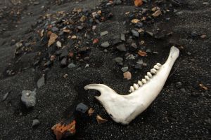 Hunger at the Horn is a terrible thing.