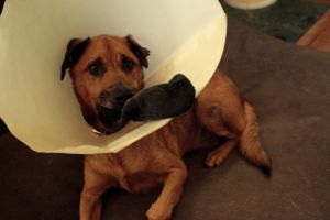 When you get home, Sammy brings you a shoe, but that day he chose a sock for some reason.