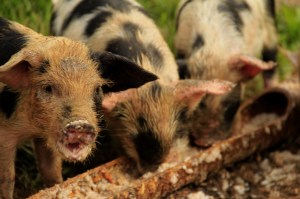 Our guide kept telling us about "mountain cats" and then laughed uproariously as he pointed to these.