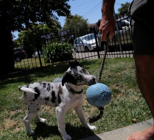 Puppysitting helps any day