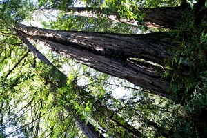 Old redwood pic from the archives