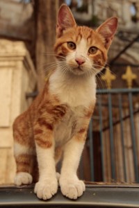 Jerusalem kitty05
