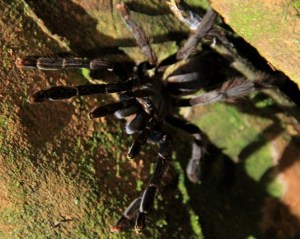 It's amazing how much of the world features giant spider