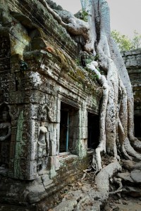 Angkor Wat banyan