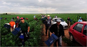 From a NY Times article on Marinaleda