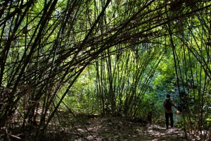 I can't imagine looking for landmines in a jungle like this.