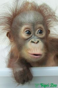 baby orangutan