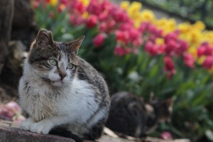 Probably the scruffiest cat I've seen; most of them are remarkably healthy looking.