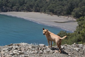 Lycian Way guide dog