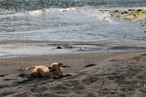 Happy dog. Happy hiker.