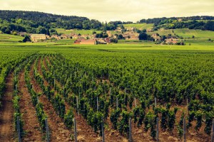 The famous vineyards of Burgundy, every field a distinct vintage.