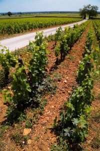 Burgundy vineyard 4776