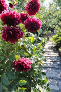 Dahlia pathway