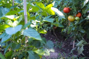 Garden tomato goodness