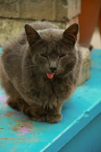 What about you, Tongue Cat