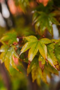 japanese-maple-leaves-outside-my-window