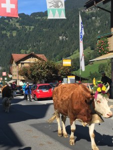 swiss-cow-procession