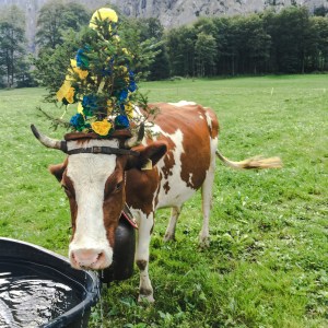 swiss-cows-ed
