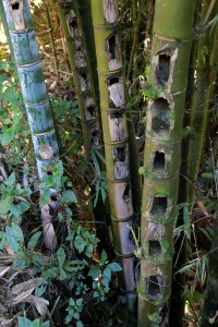 bamboo-after-they-get-the-edible-insects-out-sapa