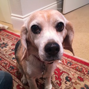 Rescue beagle