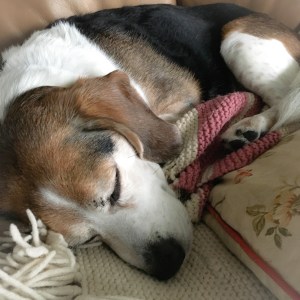 Sleeping beagle