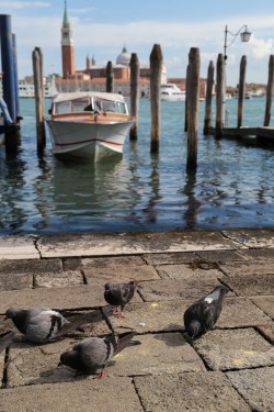 pigeons in Venice