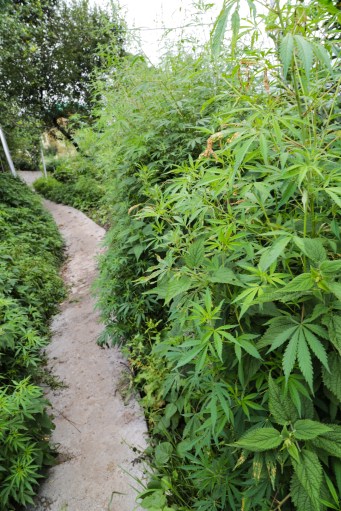 weed growing like weeds cannabis Manali
