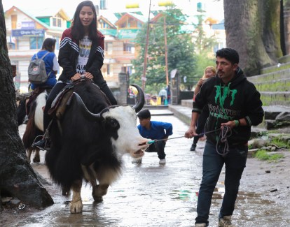 yak riding in Manali