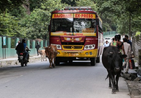 India bus in Manali pushing a cow out of the way