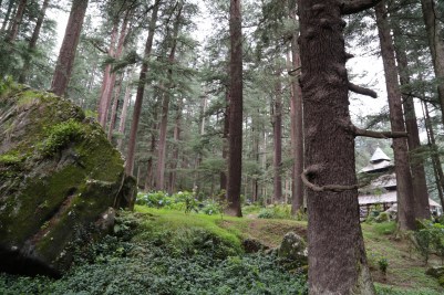 Manali green around Hadimba