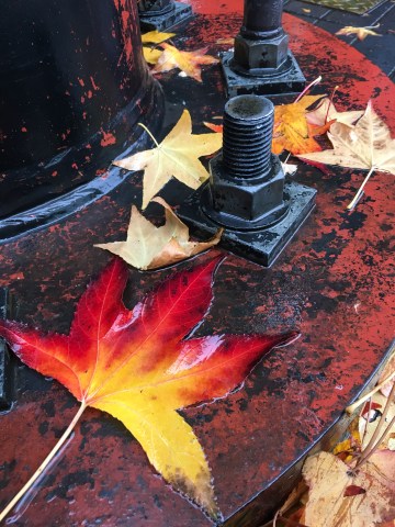 Portland leaves option