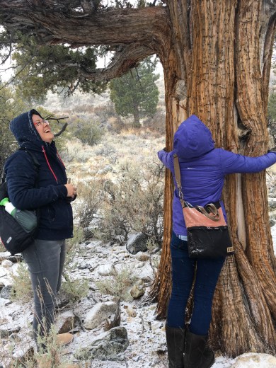 Mono Lake tree hugging