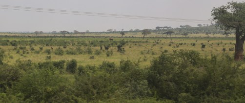 Terrible photo of an elephant from Kenya's SGR train