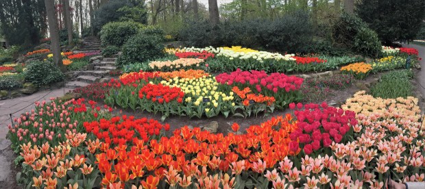 Keukenhof gardens