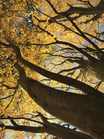 Portland autumn trees 1