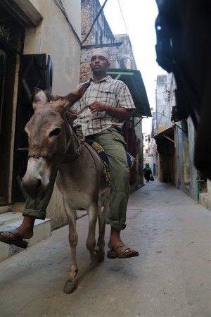 Lamu donkey