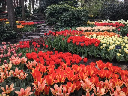 Keukenhof garden