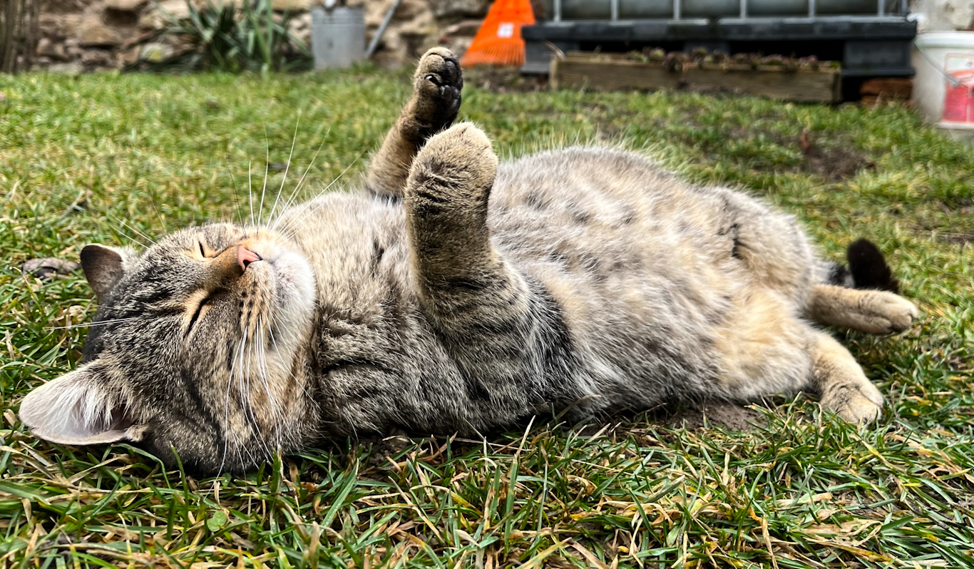 Cute cat in Slimnic, Romania
