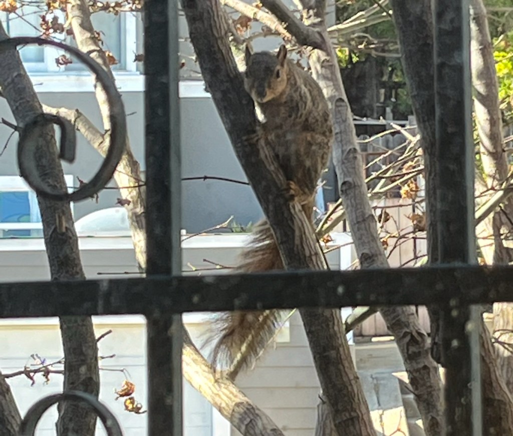 Eastern fox squirrel in California
