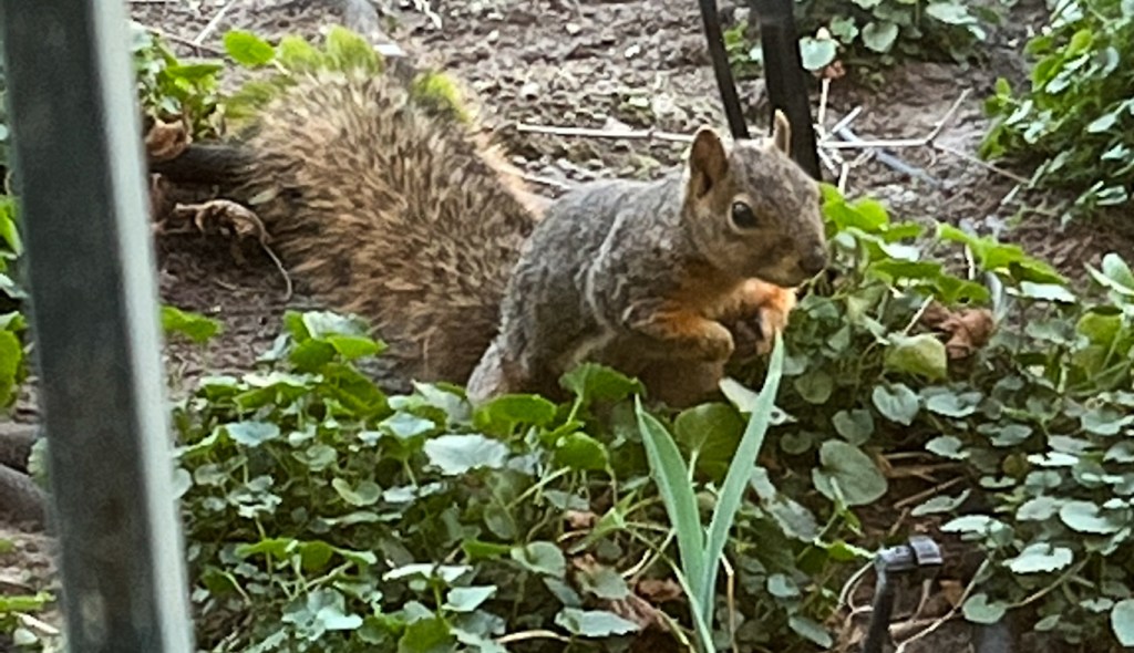 Eastern fox squirrel